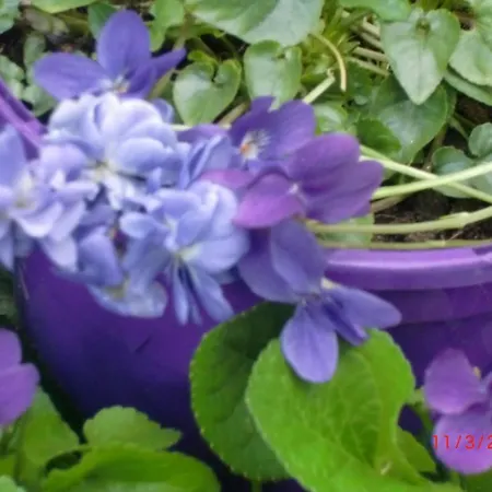 La Des Violettes Panzió Toulouse